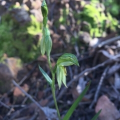 Bunochilus umbrinus (ACT) = Pterostylis umbrina (NSW) at suppressed - suppressed