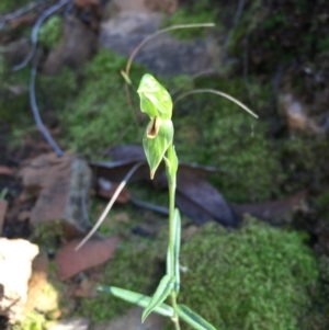 Bunochilus umbrinus (ACT) = Pterostylis umbrina (NSW) at suppressed - 22 Aug 2016