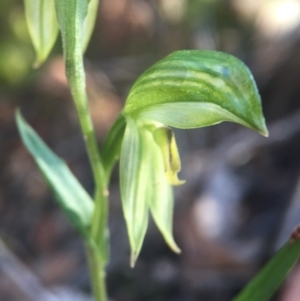 Bunochilus umbrinus (ACT) = Pterostylis umbrina (NSW) at suppressed - 22 Aug 2016