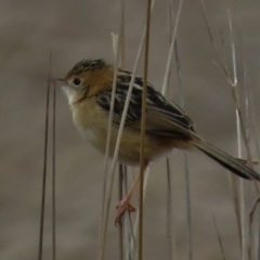 Cisticola exilis (Golden-headed Cisticola) at Namadgi National Park - 21 Aug 2016 by JohnBundock