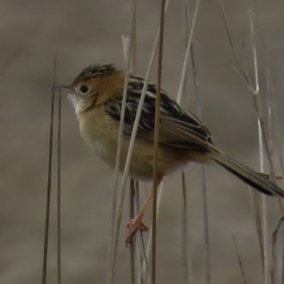 Cisticola exilis (Golden-headed Cisticola) at Rendezvous Creek, ACT - 22 Aug 2016 by JohnBundock