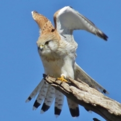 Falco cenchroides (Nankeen Kestrel) at Googong Foreshore - 18 Aug 2016 by JohnBundock