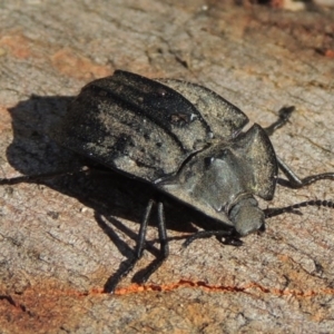 Cillibus incisus at Tennent, ACT - 16 Feb 2015 08:47 PM