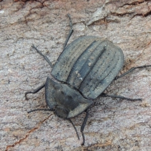 Cillibus incisus at Tennent, ACT - 16 Feb 2015