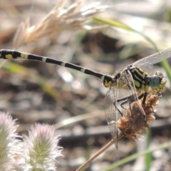 Austrogomphus cornutus (Unicorn Hunter) at Paddys River, ACT - 1 Dec 2015 by michaelb