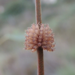 Paropsis atomaria at Paddys River, ACT - 16 Feb 2015