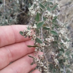 Pomaderris pallida (Pale Pomaderris) at Kambah, ACT - 21 Aug 2016 by LukeMcElhinney