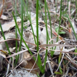 Diuris chryseopsis at Belconnen, ACT - 8 Jul 2016