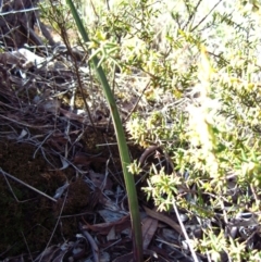 Calochilus platychilus at Cook, ACT - suppressed