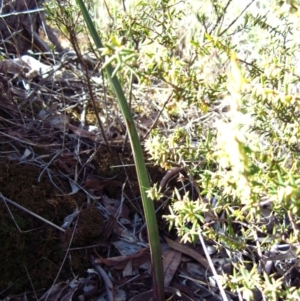 Calochilus platychilus at Cook, ACT - 14 Aug 2016