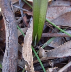 Thelymitra brevifolia (Short-leaf Sun Orchid) at Cook, ACT - 14 Aug 2016 by CathB