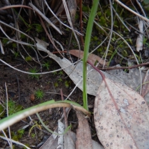 Diuris nigromontana at Cook, ACT - 22 Aug 2016