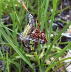 Hortophora sp. (genus) (Garden orb weaver) at Cook, ACT - 6 Feb 2016 by CathB