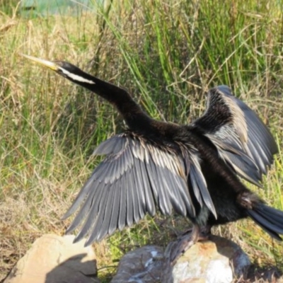 Anhinga novaehollandiae (Australasian Darter) at Pambula, NSW - 8 Aug 2016 by Panboola