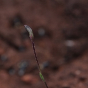 Cyanicula caerulea at Majura, ACT - 23 Aug 2016