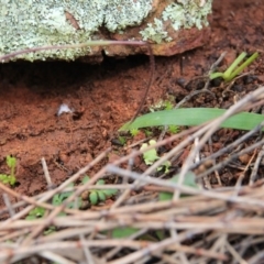 Cyanicula caerulea at Majura, ACT - 23 Aug 2016