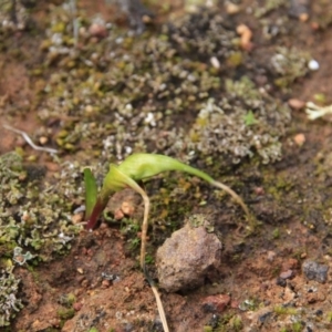 Wurmbea dioica subsp. dioica at Majura, ACT - 23 Aug 2016