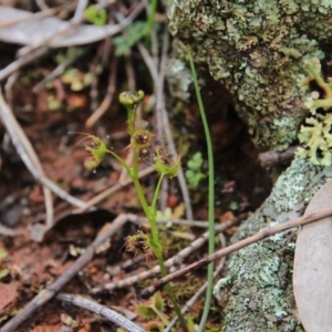 Drosera sp. at Majura, ACT - 23 Aug 2016 11:13 AM