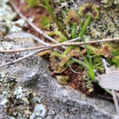 Drosera sp. at Majura, ACT - 23 Aug 2016 11:13 AM