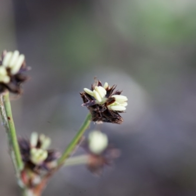 Luzula densiflora (Dense Wood-rush) at Murrumbateman, NSW - 21 Aug 2016 by SallyandPeter