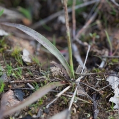 Luzula densiflora at Murrumbateman, NSW - 21 Aug 2016