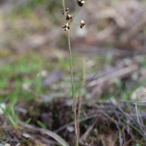 Luzula densiflora at Murrumbateman, NSW - 21 Aug 2016