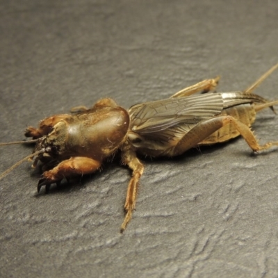 Gryllotalpa sp. (genus) (Mole Cricket) at Pine Island to Point Hut - 5 Mar 2016 by michaelb