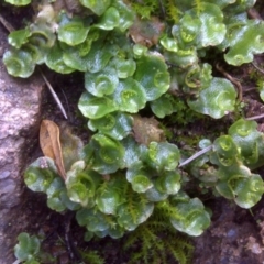 Lunularia cruciata (A thallose liverwort) at Isaacs Ridge - 23 Aug 2016 by Mike