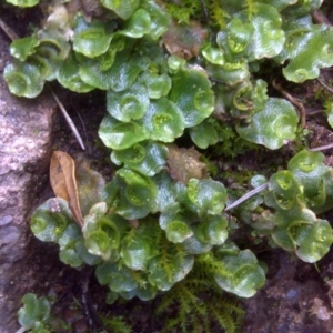 Lunularia cruciata at Isaacs Ridge - 23 Aug 2016 12:20 PM