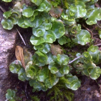 Lunularia cruciata (A thallose liverwort) at Isaacs Ridge - 23 Aug 2016 by Mike