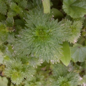 Urtica urens at Isaacs, ACT - 23 Aug 2016 11:49 AM