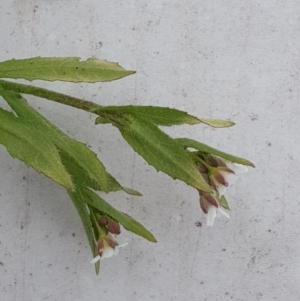 Capsella bursa-pastoris at Isaacs, ACT - 23 Aug 2016 11:49 AM