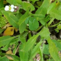 Capsella bursa-pastoris at Isaacs, ACT - 23 Aug 2016 11:49 AM