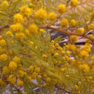 Acacia cardiophylla at Isaacs, ACT - 22 Aug 2016 12:14 PM