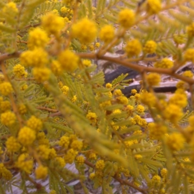 Acacia cardiophylla (Wyalong Wattle) at Isaacs, ACT - 22 Aug 2016 by Mike