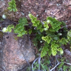 Cheilanthes distans (Bristly Cloak Fern) at Isaacs, ACT - 22 Aug 2016 by Mike