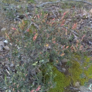 Brachyloma daphnoides at O'Malley, ACT - 21 Aug 2016 04:24 PM