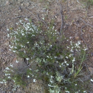 Cryptandra amara at O'Malley, ACT - 21 Aug 2016 04:24 PM