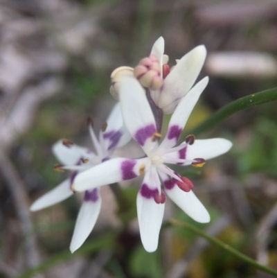 Wurmbea dioica subsp. dioica (Early Nancy) at Majura, ACT - 23 Aug 2016 by JasonC