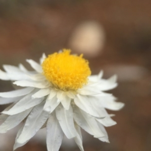 Leucochrysum albicans subsp. tricolor at Watson, ACT - 24 Aug 2016 07:38 AM