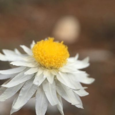 Leucochrysum albicans subsp. tricolor (Hoary Sunray) at Watson, ACT - 23 Aug 2016 by JasonC