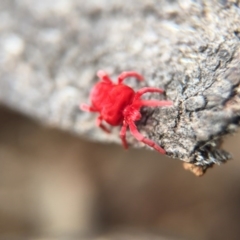Trombidiidae (family) (Red velvet mite) at Mount Majura - 23 Aug 2016 by JasonC