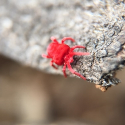 Trombidiidae (family) (Red velvet mite) at Majura, ACT - 23 Aug 2016 by JasonC