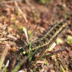 Apina callisto at Majura, ACT - 24 Aug 2016