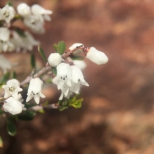 Cryptandra amara at Majura, ACT - 24 Aug 2016