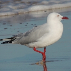 Chroicocephalus novaehollandiae (Silver Gull) at Pambula Beach, NSW - 9 Jul 2014 by michaelb