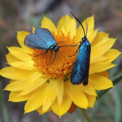 Pollanisus viridipulverulenta (Satin-green Forester) at Conder, ACT - 21 Mar 2015 by michaelb