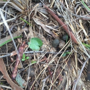 Eriochilus cucullatus at Canberra Central, ACT - suppressed