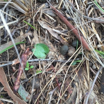 Eriochilus cucullatus (Parson's Bands) at Canberra Central, ACT - 24 Aug 2016 by JasonC