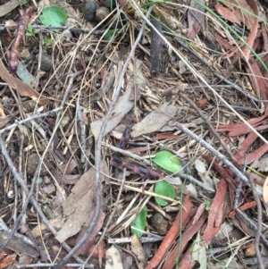 Eriochilus cucullatus at Canberra Central, ACT - suppressed